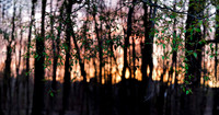Portfolio-photos