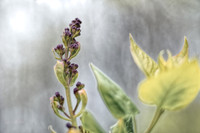 Floral Buds and Bokeh